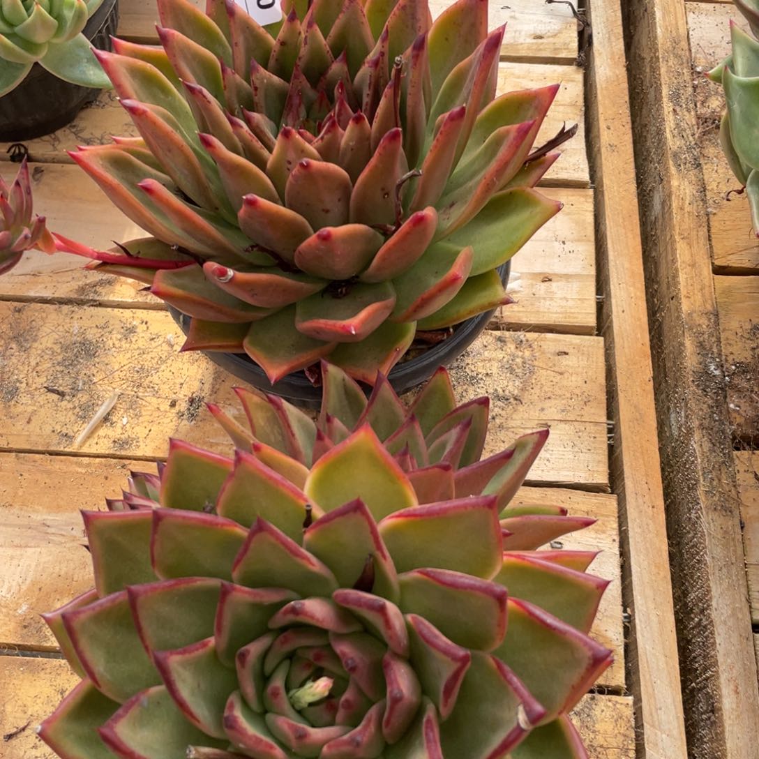 无花朵若如东云组拍E840