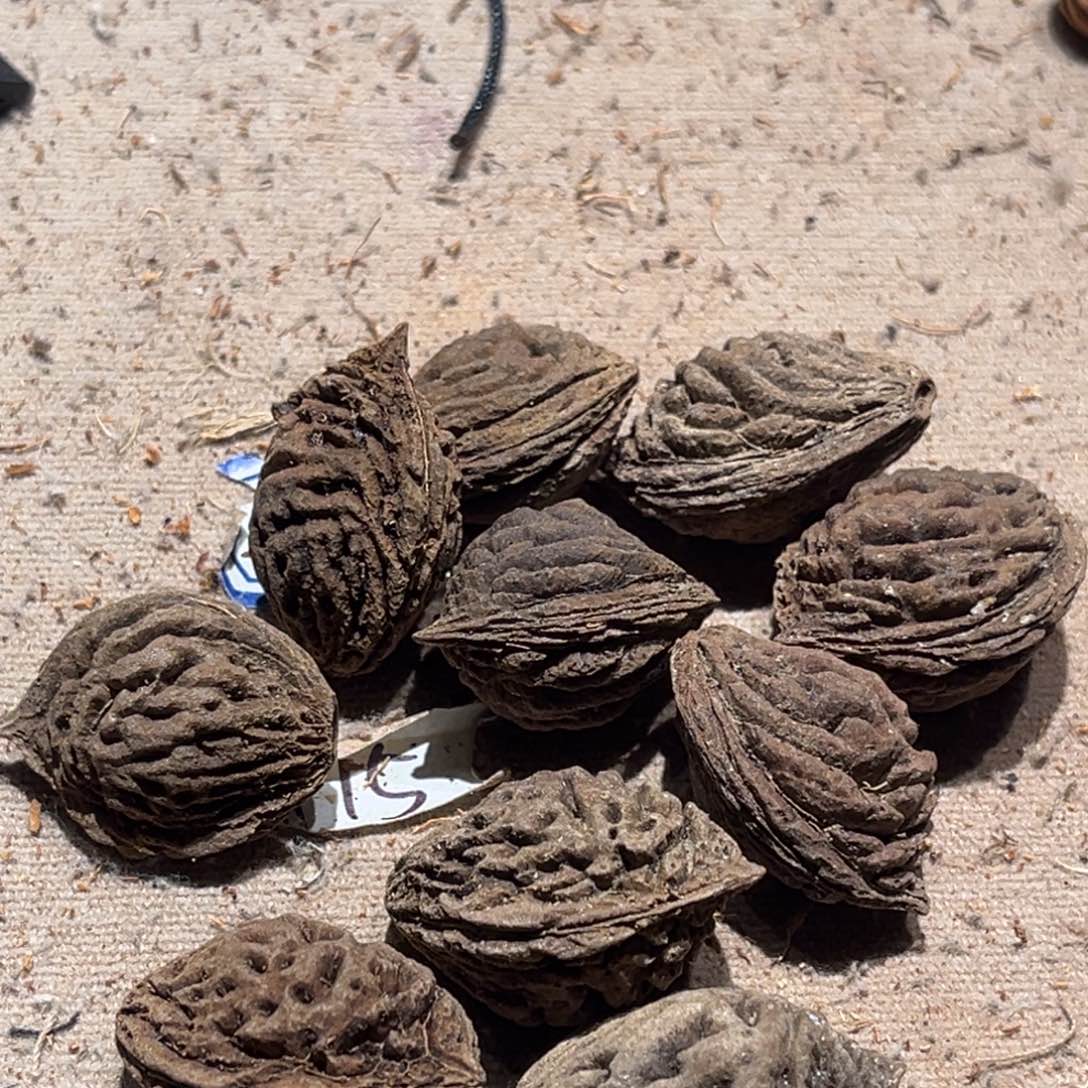 新***桃核吊坠10个1010