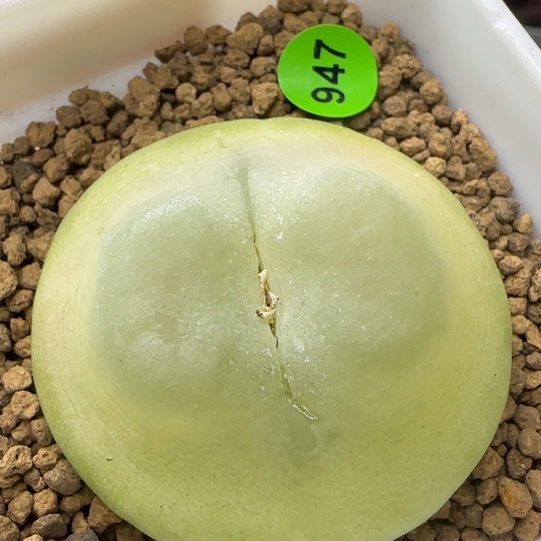 贴地飞拉登4.1+多肉植物947