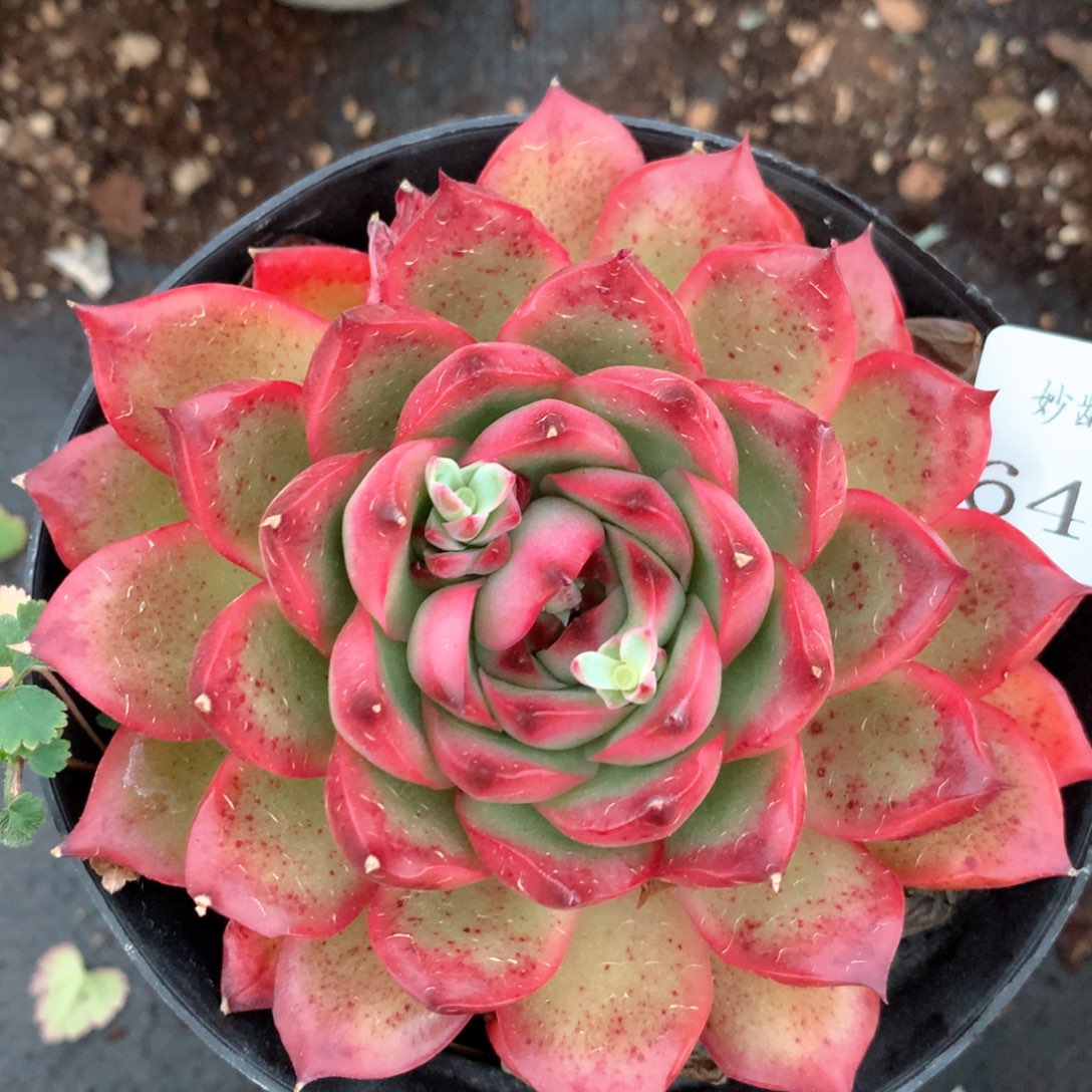 6430杂交多肉植物