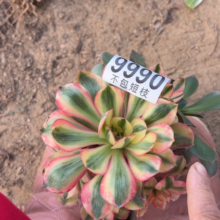 9990多肉植物无根爱丽思