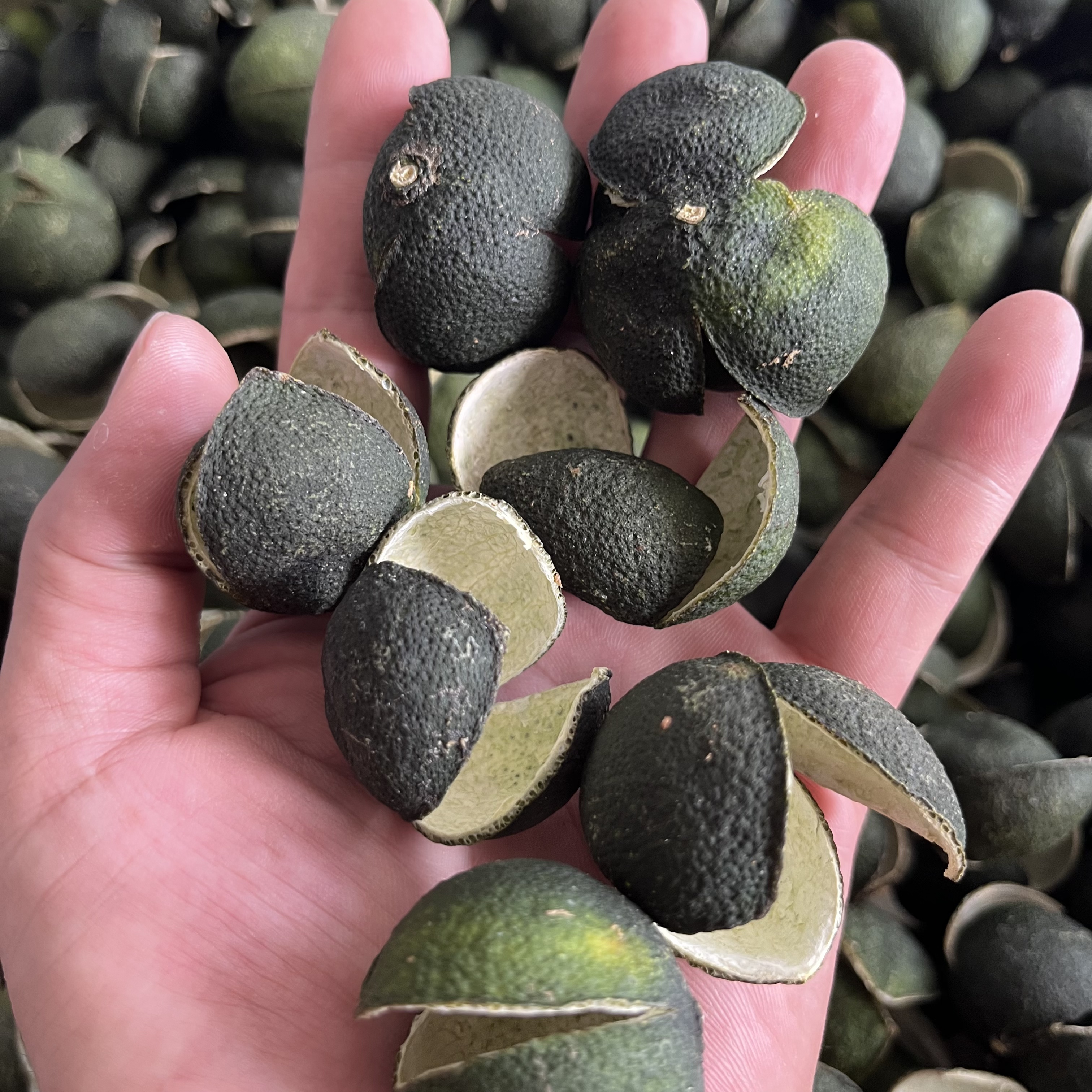 【七月头采三花青皮】2025年天马9年老树圈枝三花青皮，口感清甜。