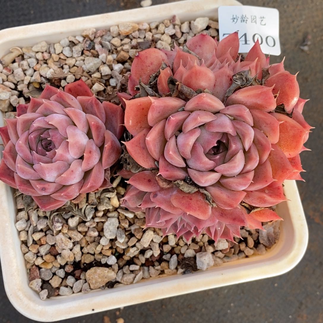 7400杂交多肉老桩