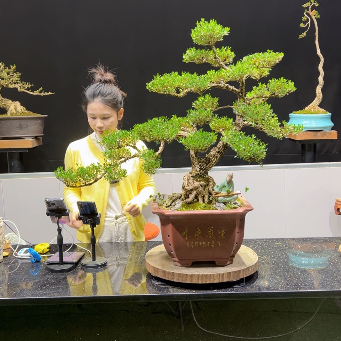 黄杨盆景老桩四季常青