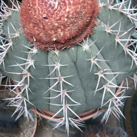 锦云仙人球50米香入味