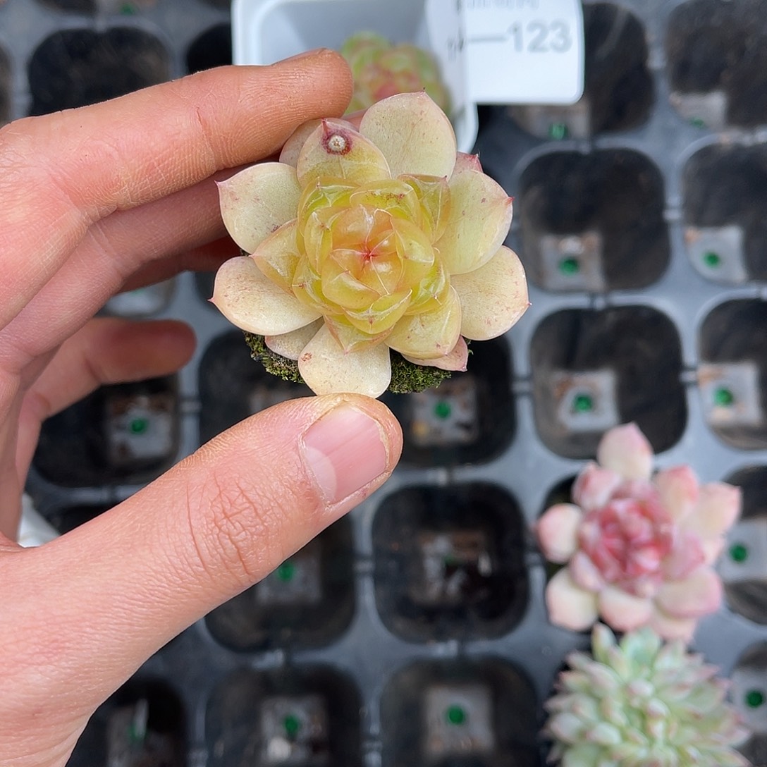 精品多肉一物一拍14-124