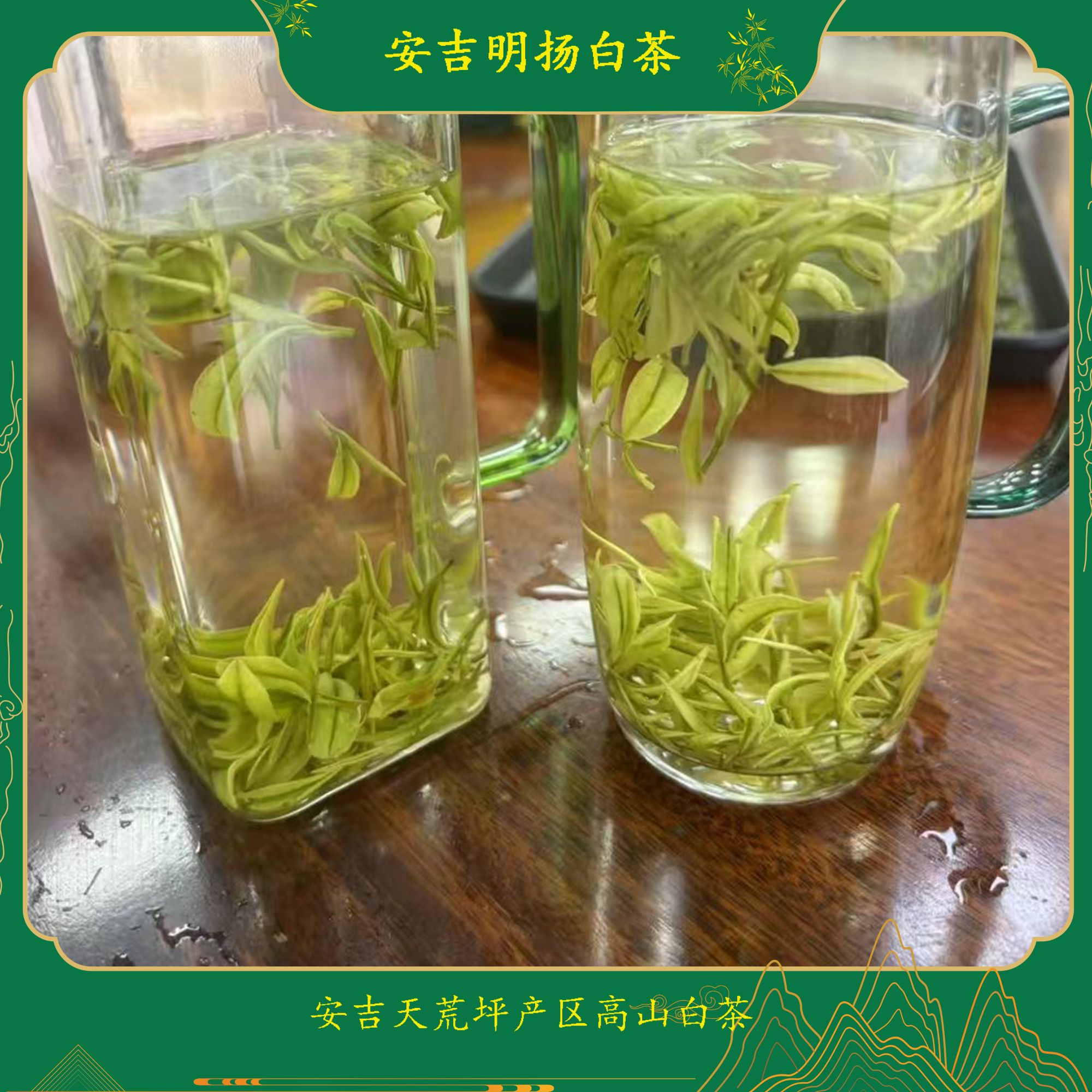 2025安吉母品极白天荒坪原产地白茶鲜爽正味浓兰香送礼明前茶袋装