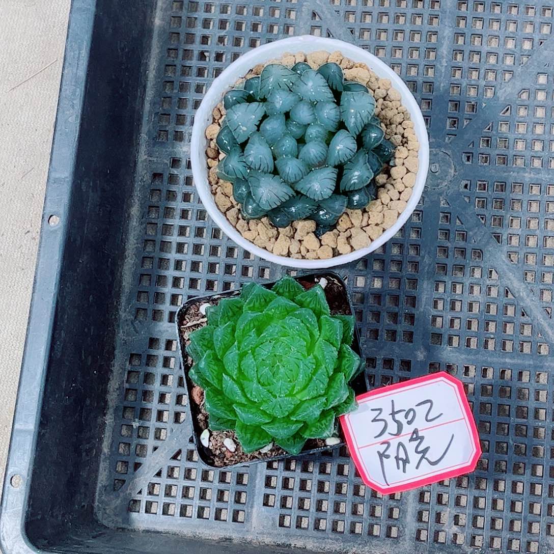 潘灯水晶玉露一勿一拍