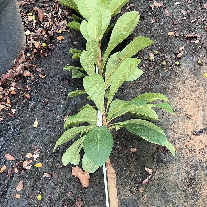 日***心天使258000853578999