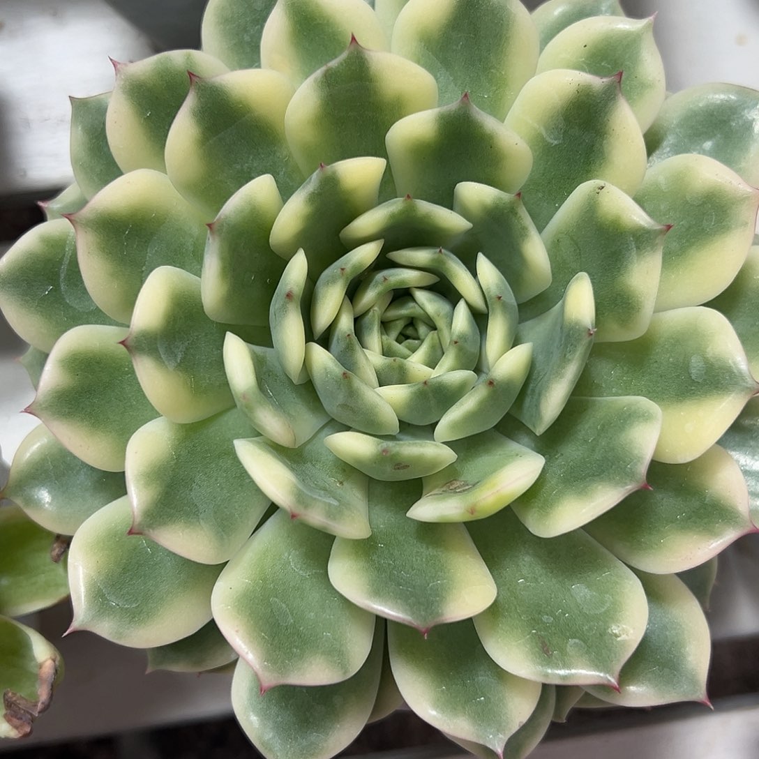 艾丽卡锦大单头多肉