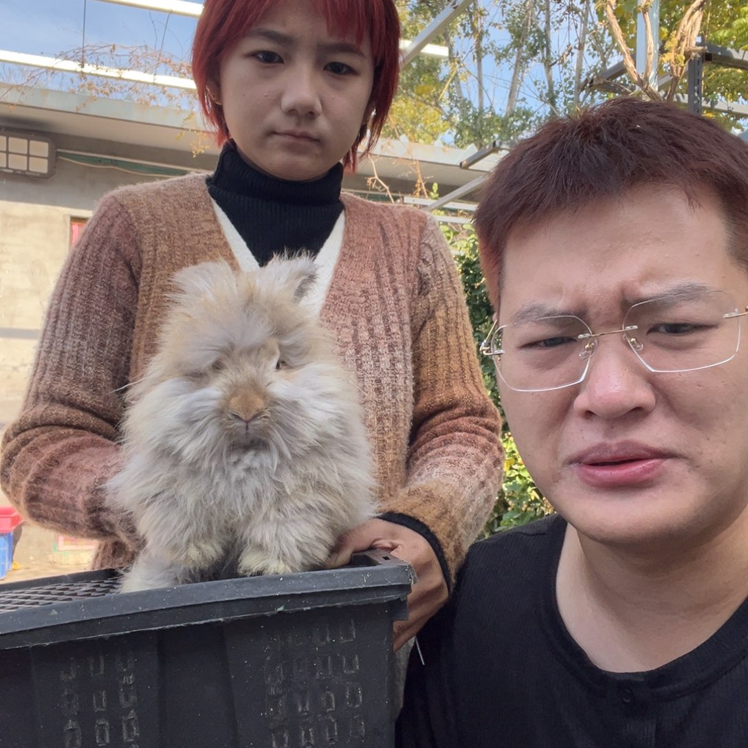 双血统英系安拉兔子