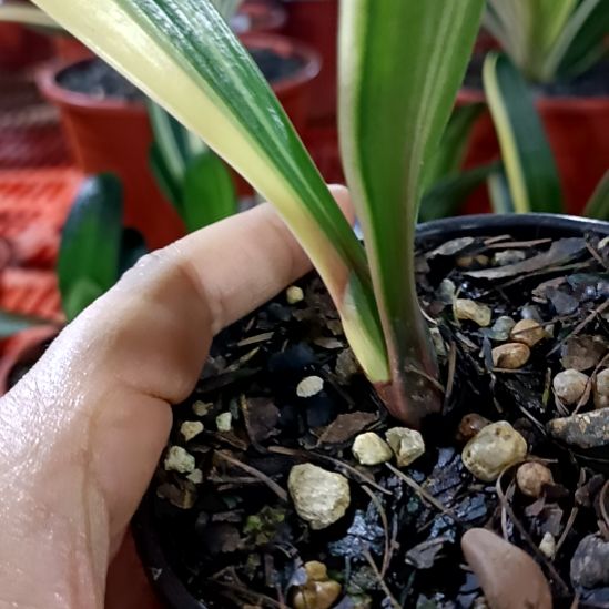 国***儿君子兰一物一拍谢谢