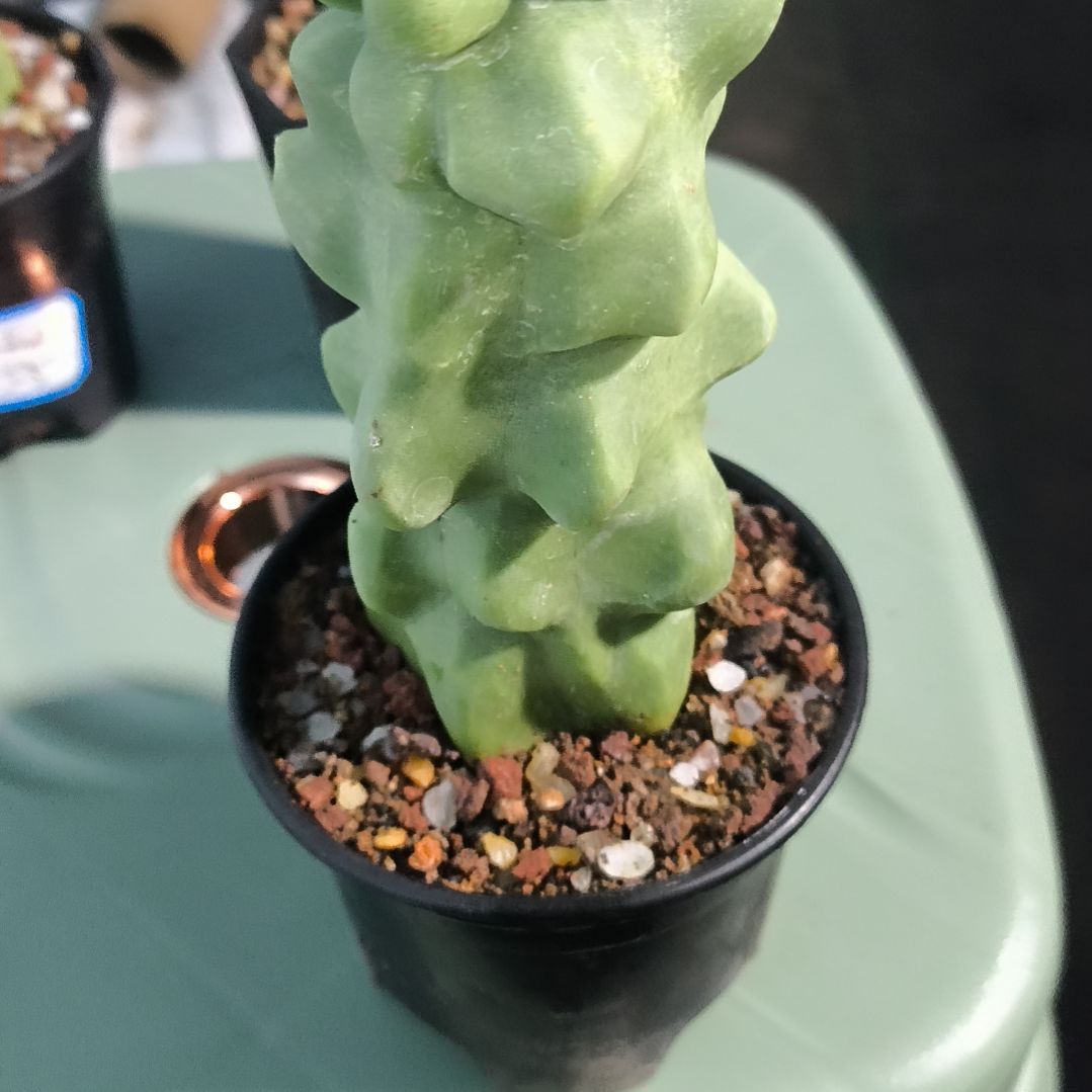 花花世界迷人眼的球球好