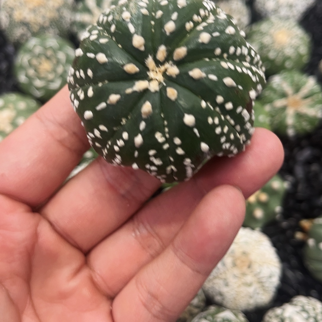 哈哈哈哈哈哈哈v兜兜兜