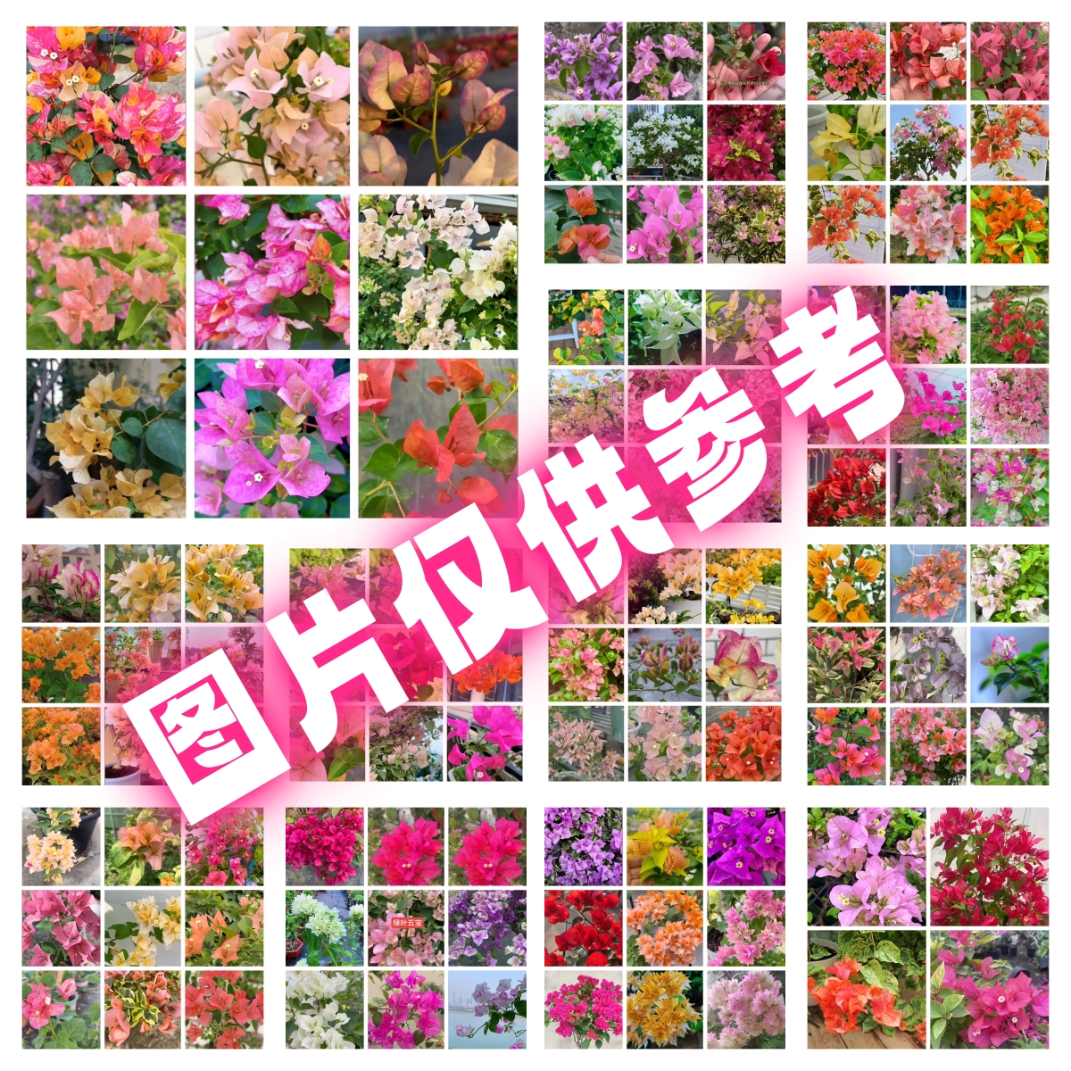 三角梅老桩盆景基地直发