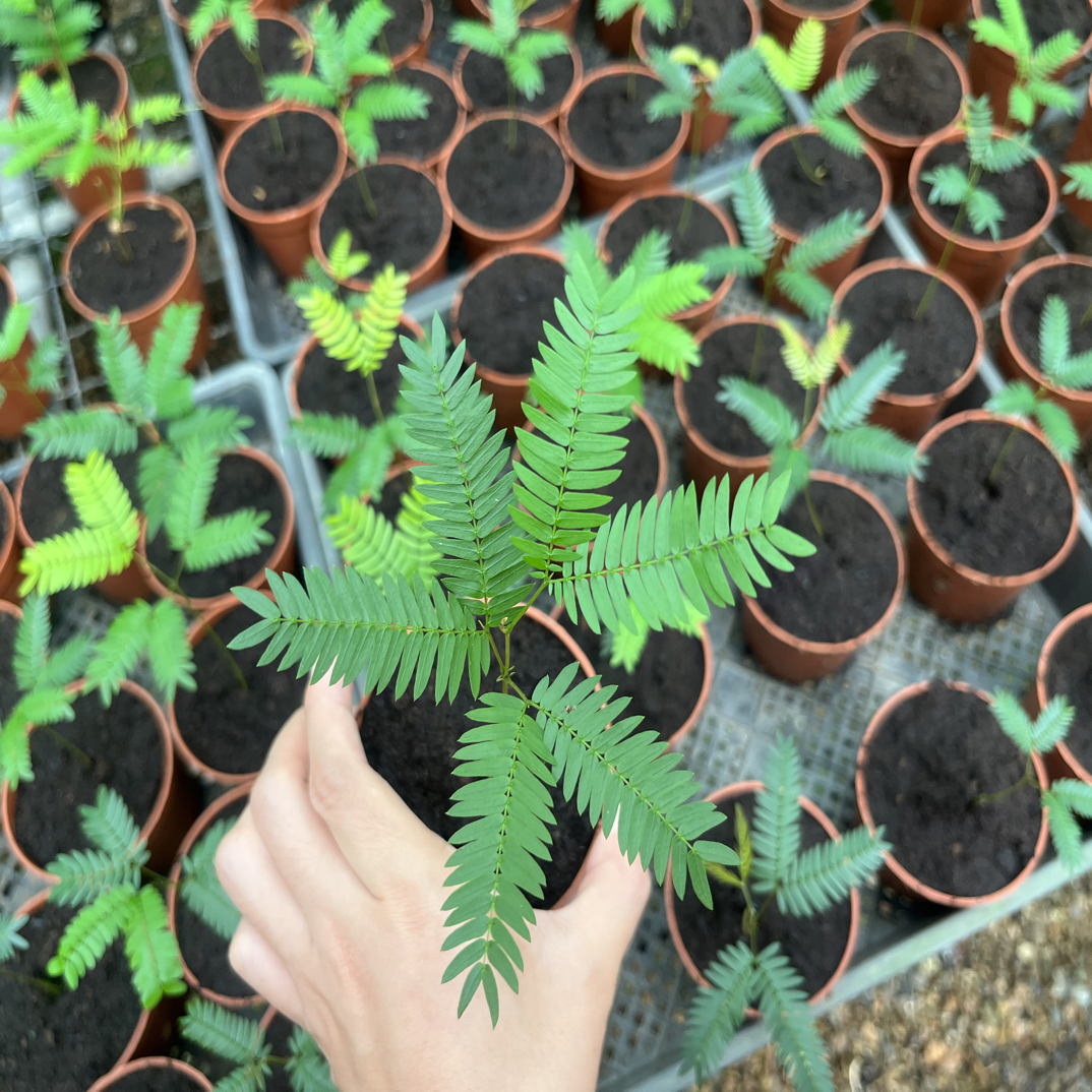 蜜月猴耳环原盆发货一盆6到8片叶
