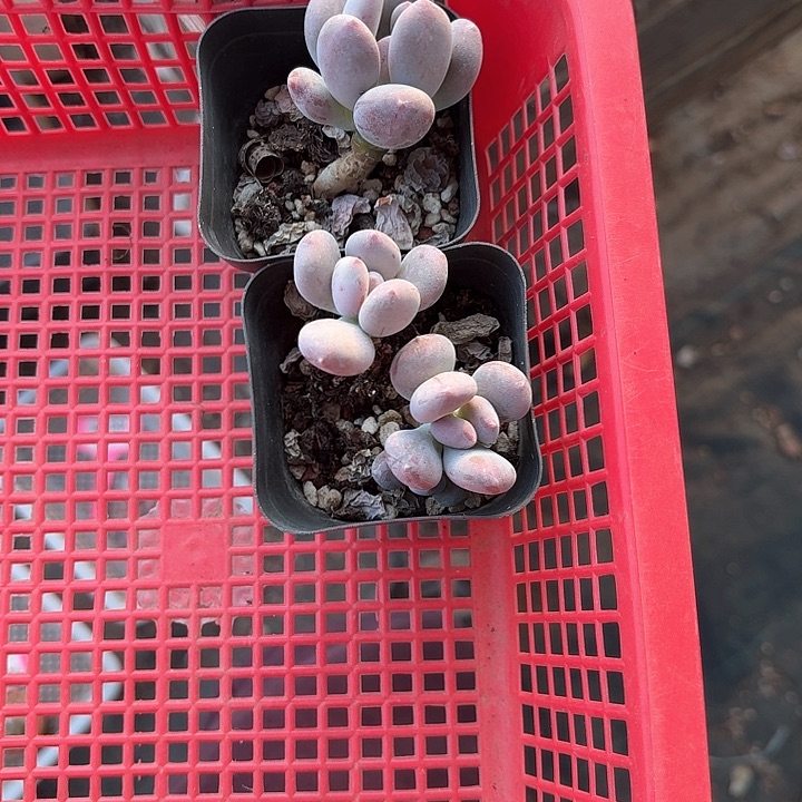 。*z n s n s n 062