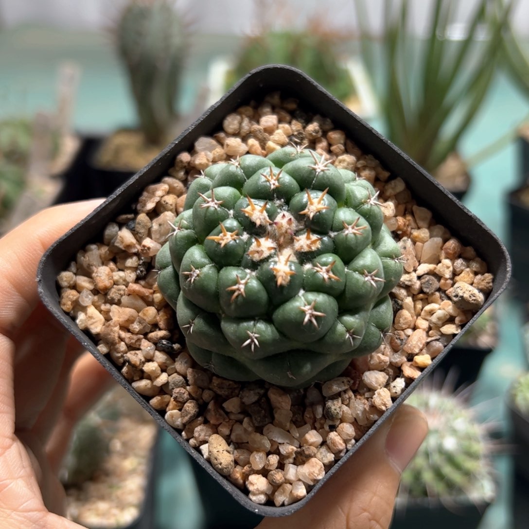 短豪刺 侧芽繁殖脱土发