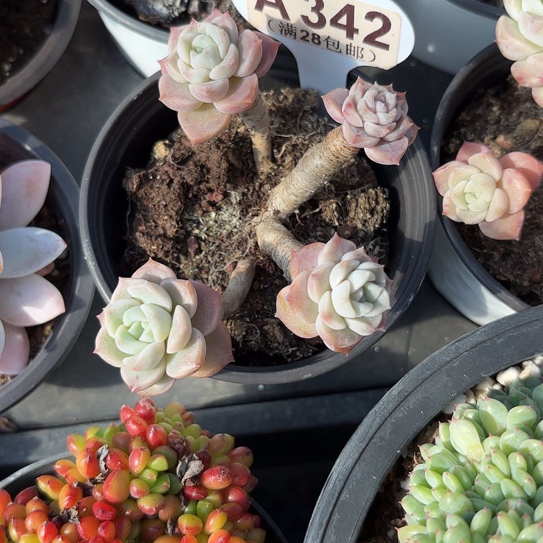 A342粉斑点yi wu yi pai