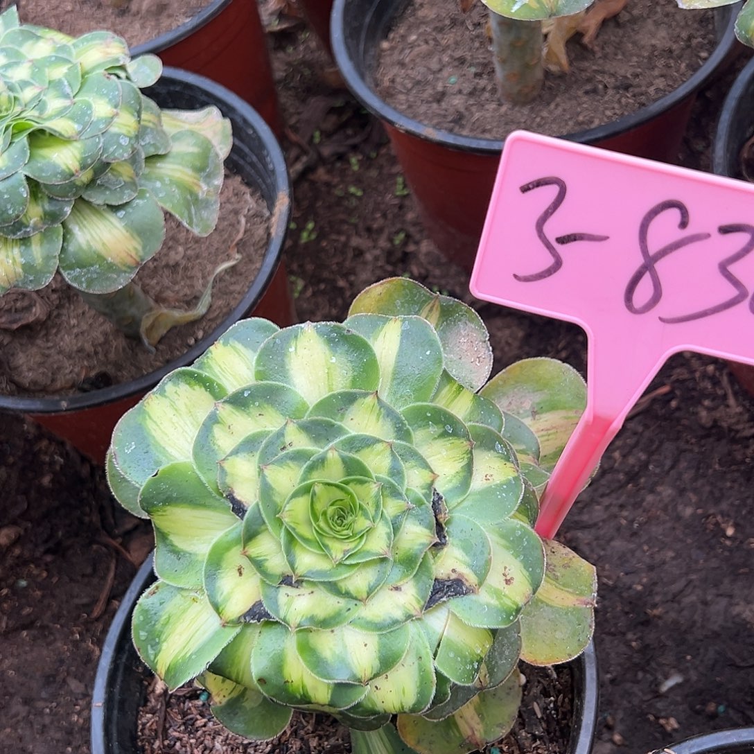 3-830暴君多肉法师