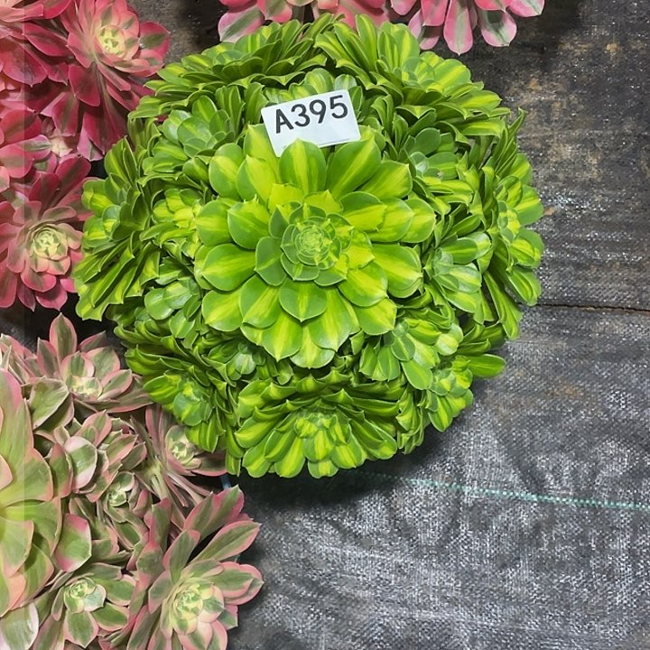 翡翠琉璃多肉法师。 395