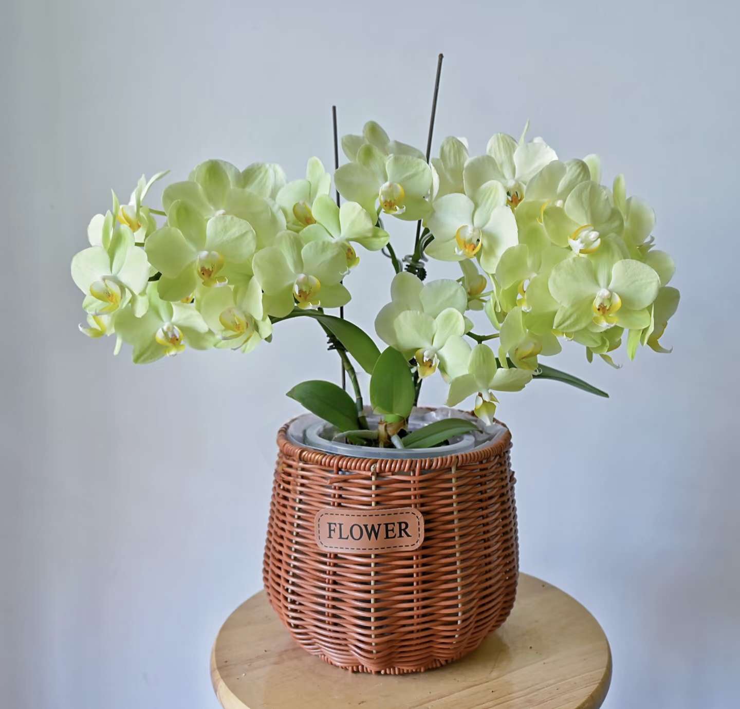 欧品，瑕疵《卡利》2.8寸蝴蝶兰刚出剑，高级绿色系，根系不多，没开花