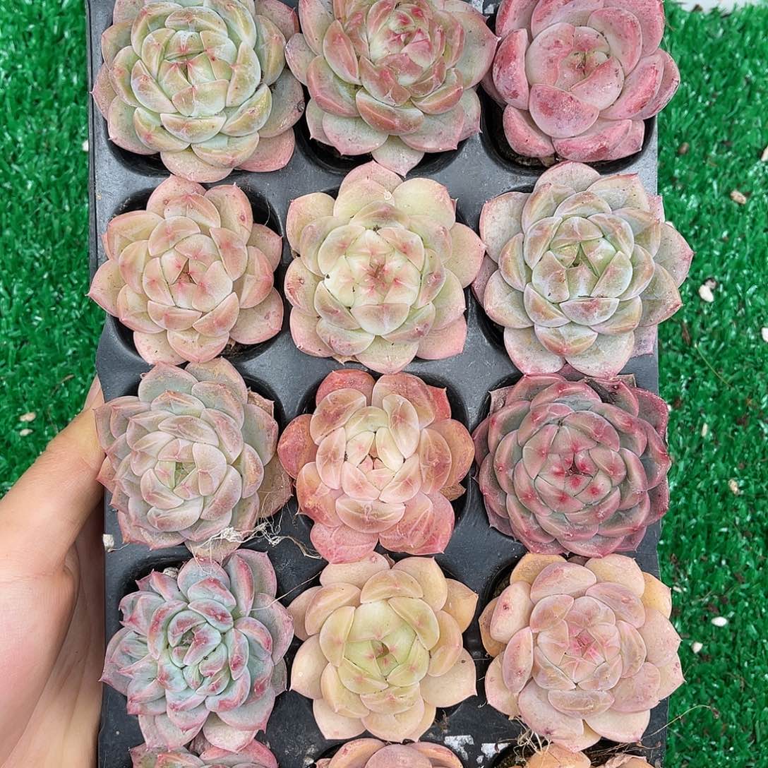 多肉一物一拍23-166