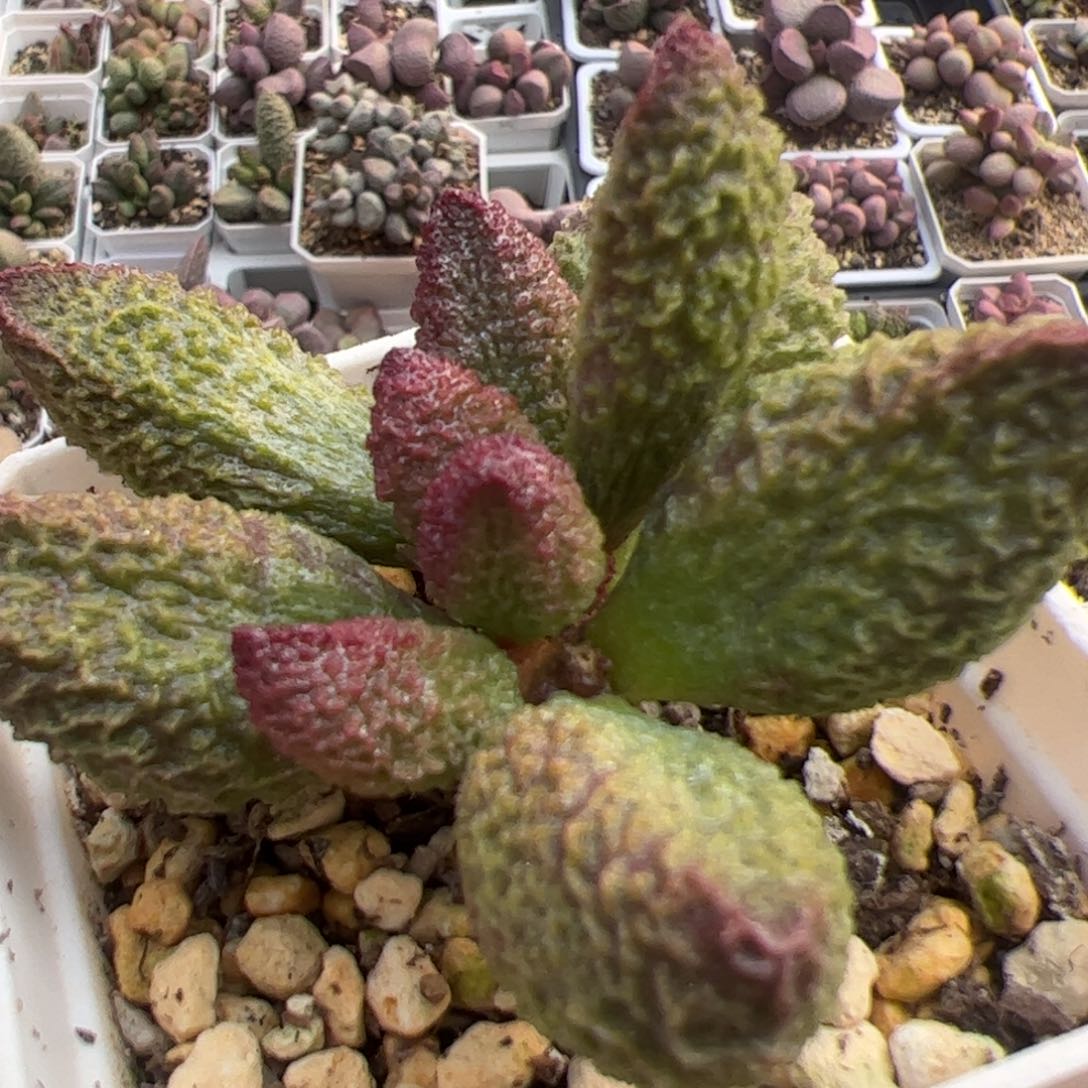 实生新品多头纯木质桩多肉