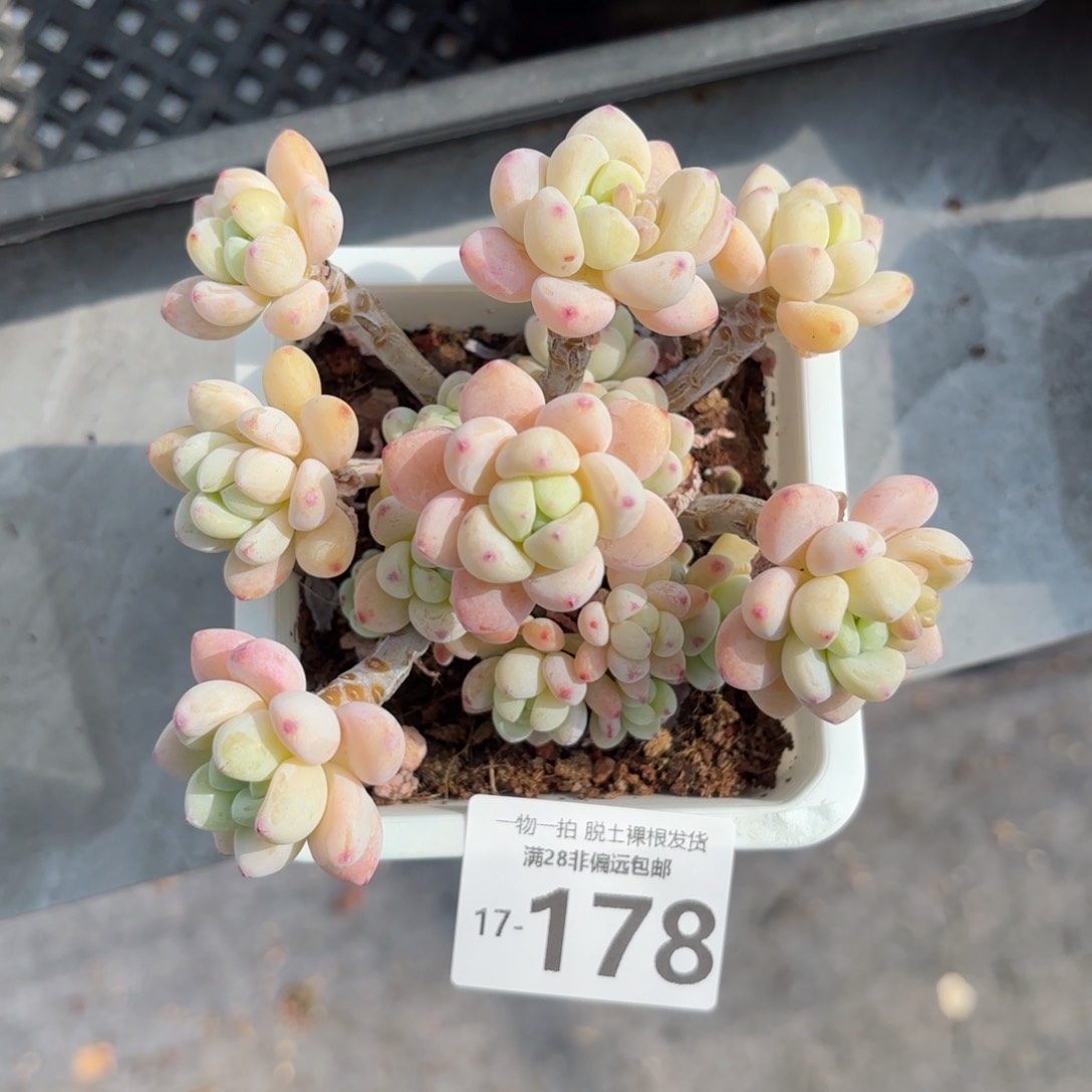 樱花罗绮老桩多肉