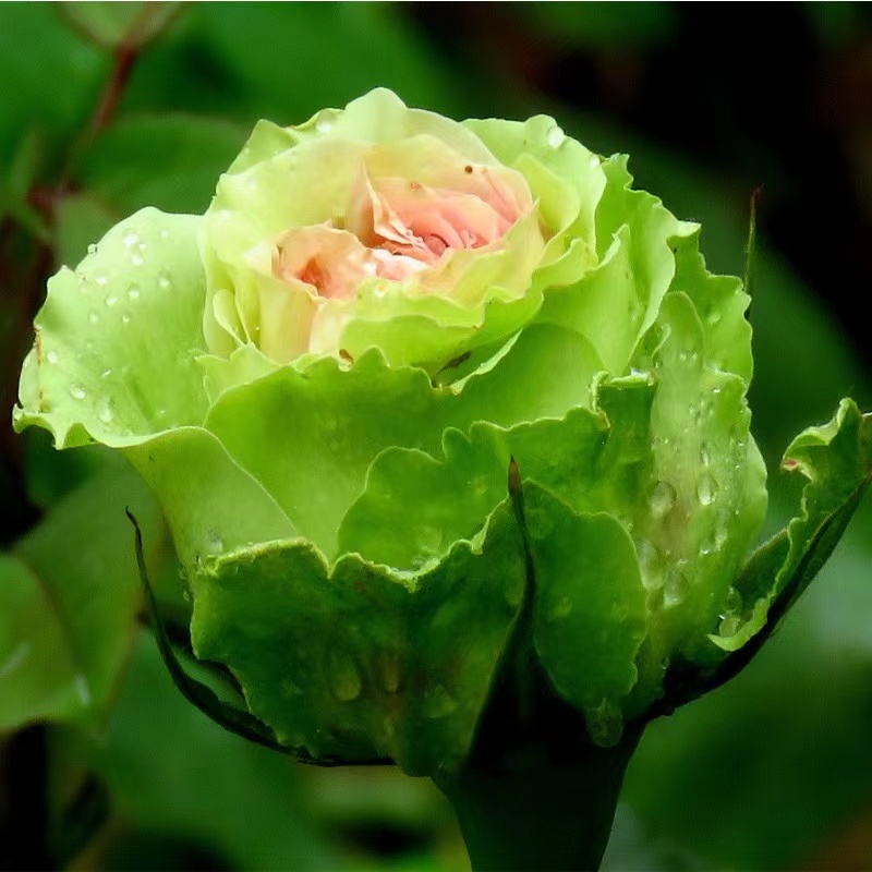 绿心【玫瑰花苗】月季花苗盆栽地栽四季开花 修剪不带花发货