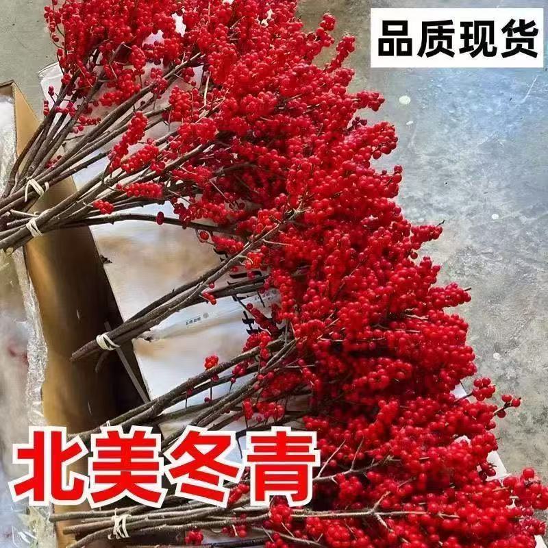 北美冬青年宵花水培红果鲜花耐寒花期长适合居家装饰