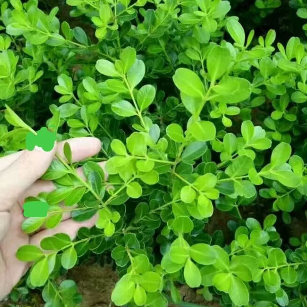 小叶瓜子黄杨苗耐寒耐旱四季不落叶适合南北方种植