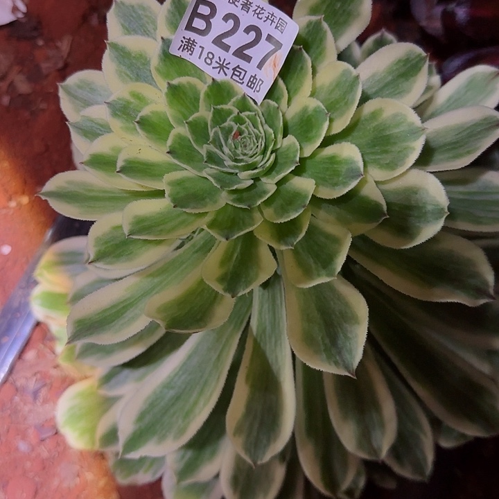 多肉 碧浪多肉法师植物