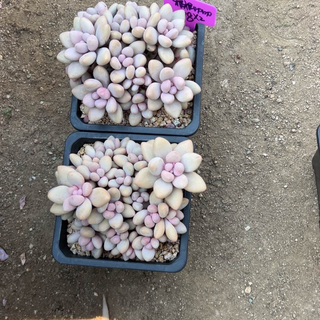 根***的蜜多丽2颗111111111111