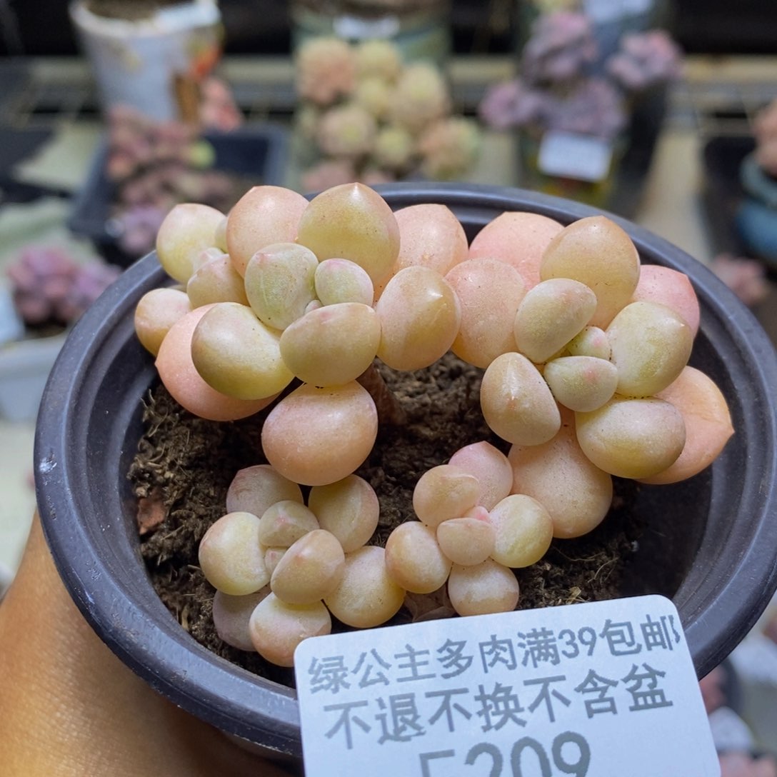 209萤火虫多肉6cm