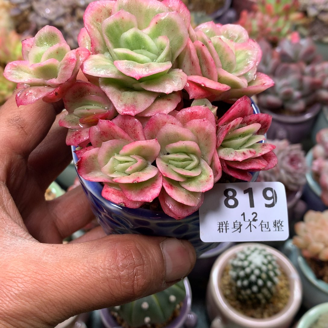 精控拇指盆1.2819