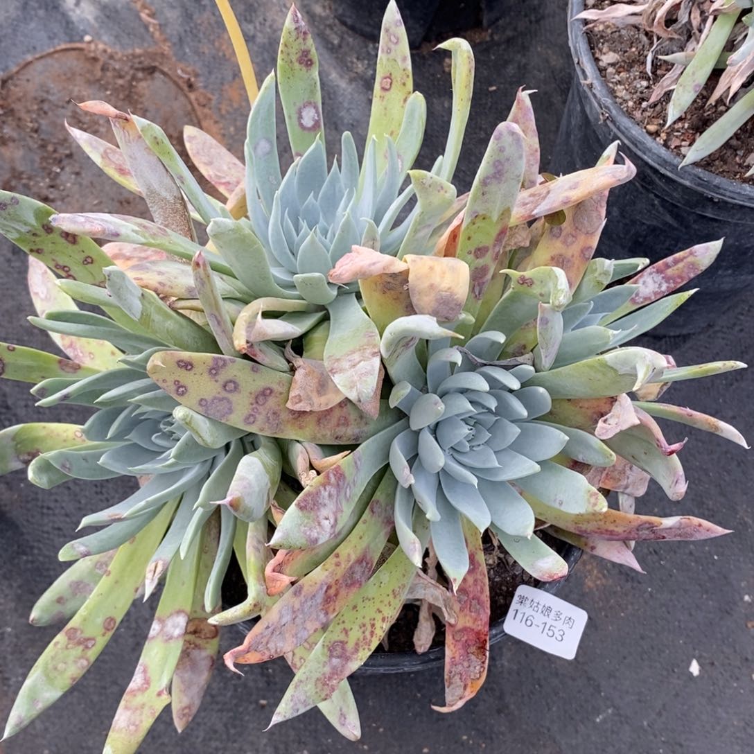 153号苹果叶粗腿子瑕疵