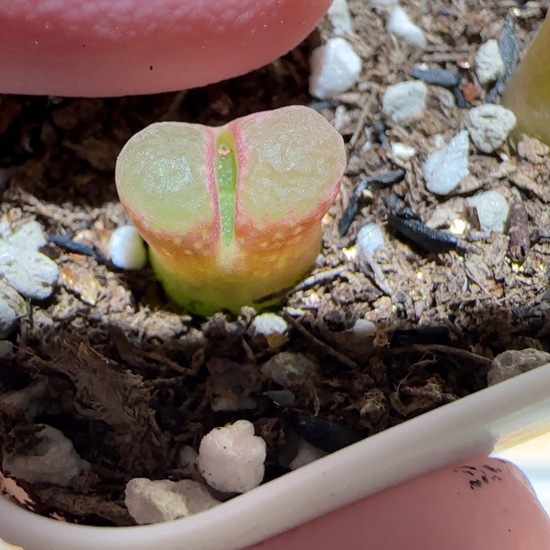 肉锥多肉植物百科7-粉樱有疤779