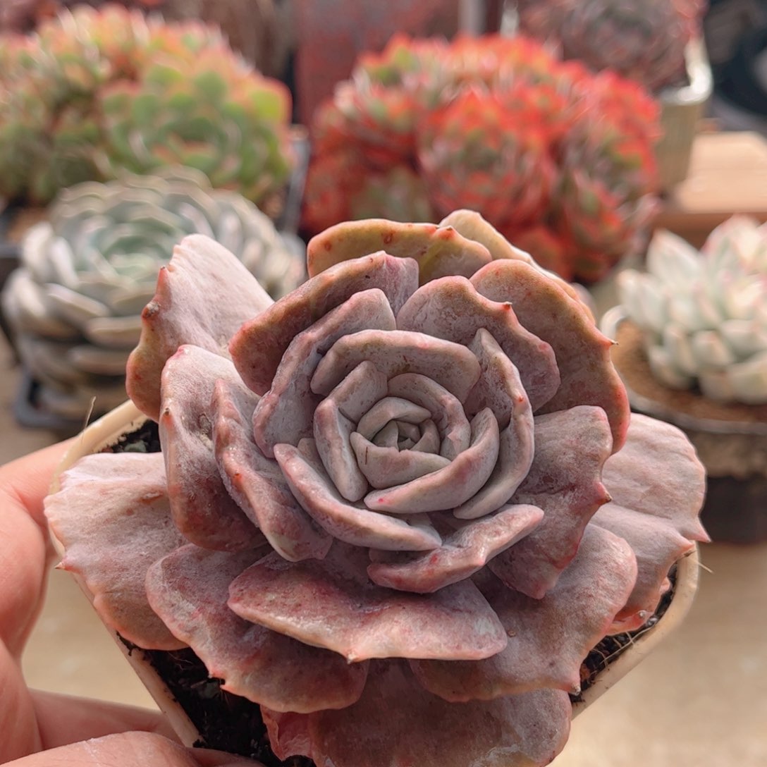 483双子座德华多肉