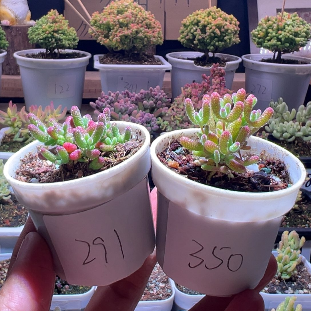 不***心组合一物一拍包开箱