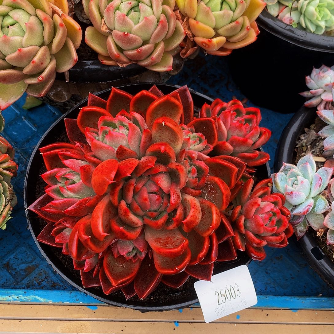 老***哥红女巫25003吨肉多肉