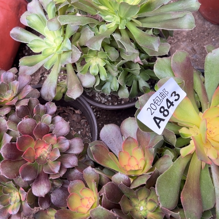 多肉植物843不售后