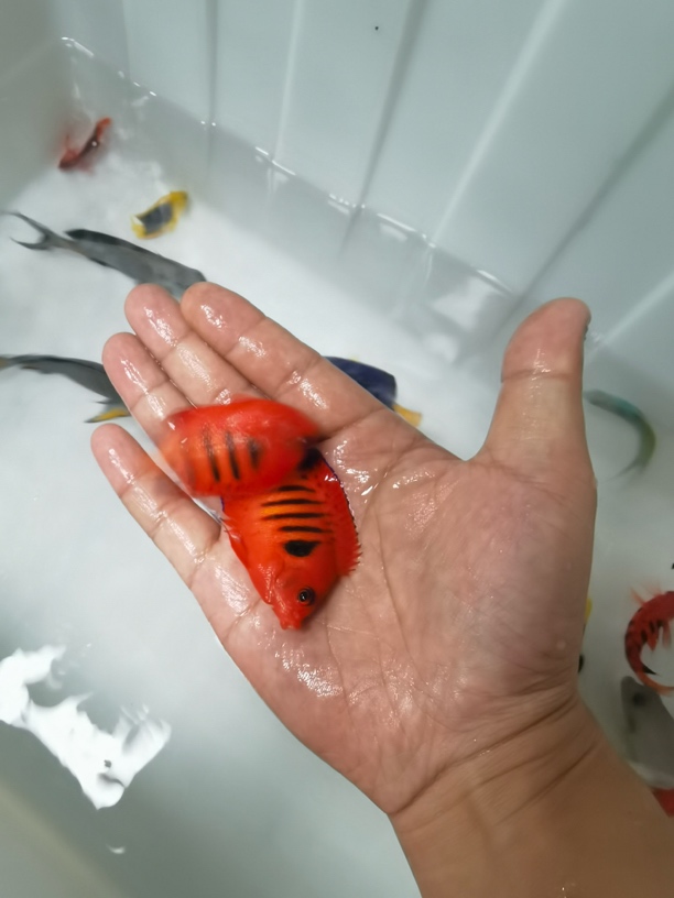 火焰仙海水鱼随机尺寸