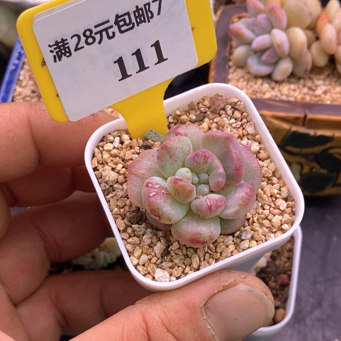 7111糖心石化拉丝锦多肉