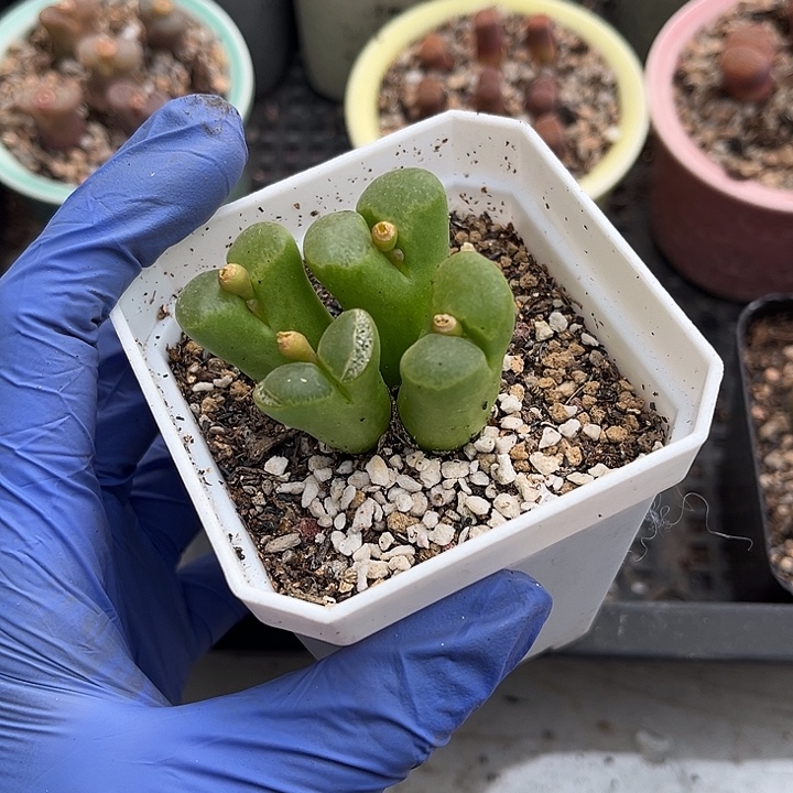 脱土发，满28包邮。风铃四头