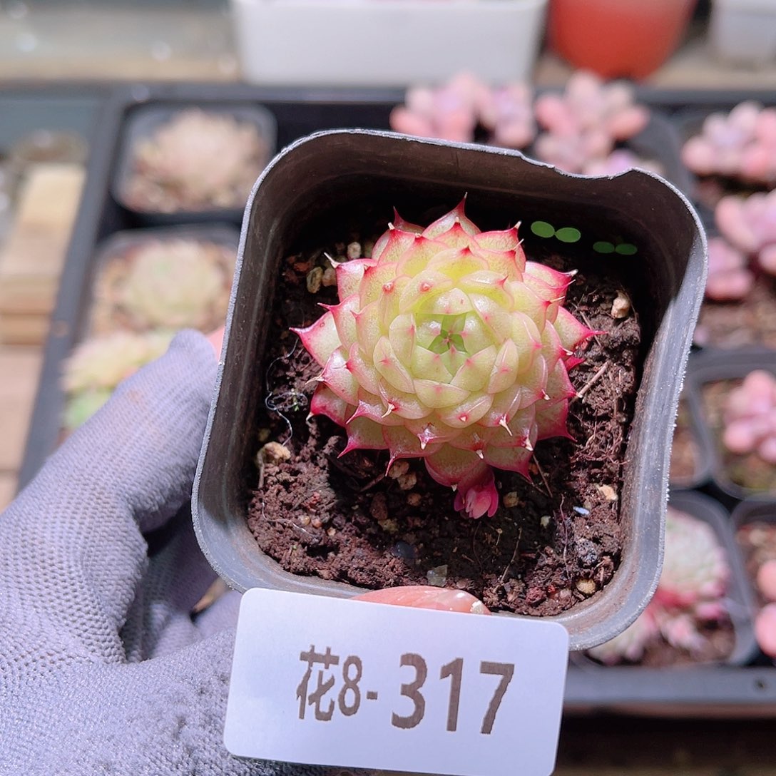 花08-317海王单头