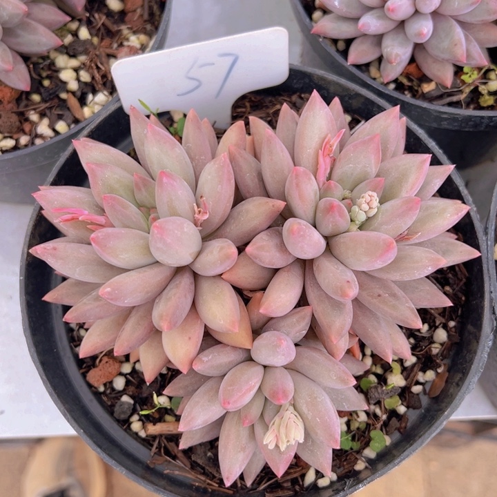 健健康康平平安安