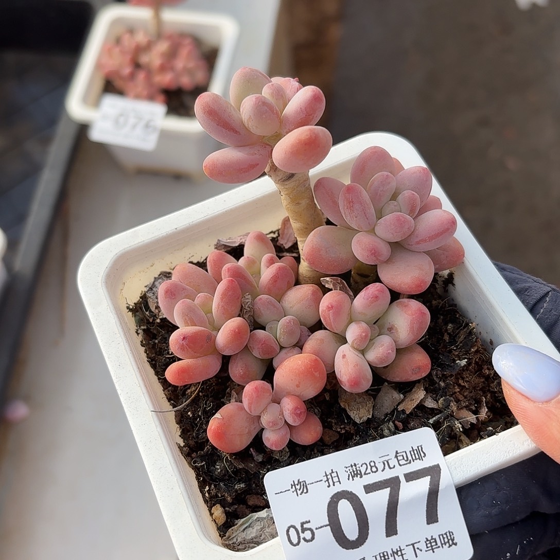 樱花奶无盆土发货无