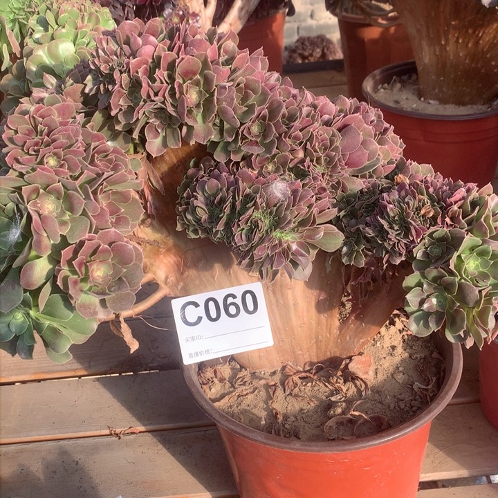 060玫瑰缀多肉法师