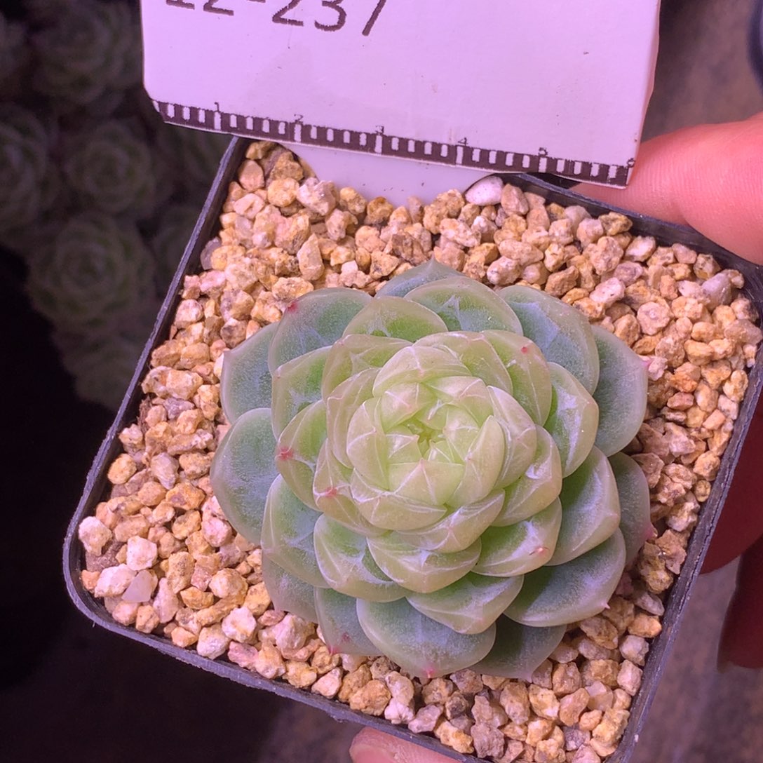 财富密码精品多肉58包邮